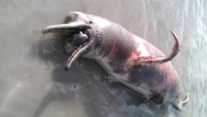 Alerta en los ríos amazónicos por el hallazgo de delfines contaminados con mercurio