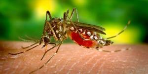 Detectaron el primer caso de contagio de dengue por transmisión sexual en el mundo