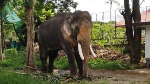 Un elefante que lleva el nombre de Osama bin Laden mató a cinco residentes de una aldea en la India