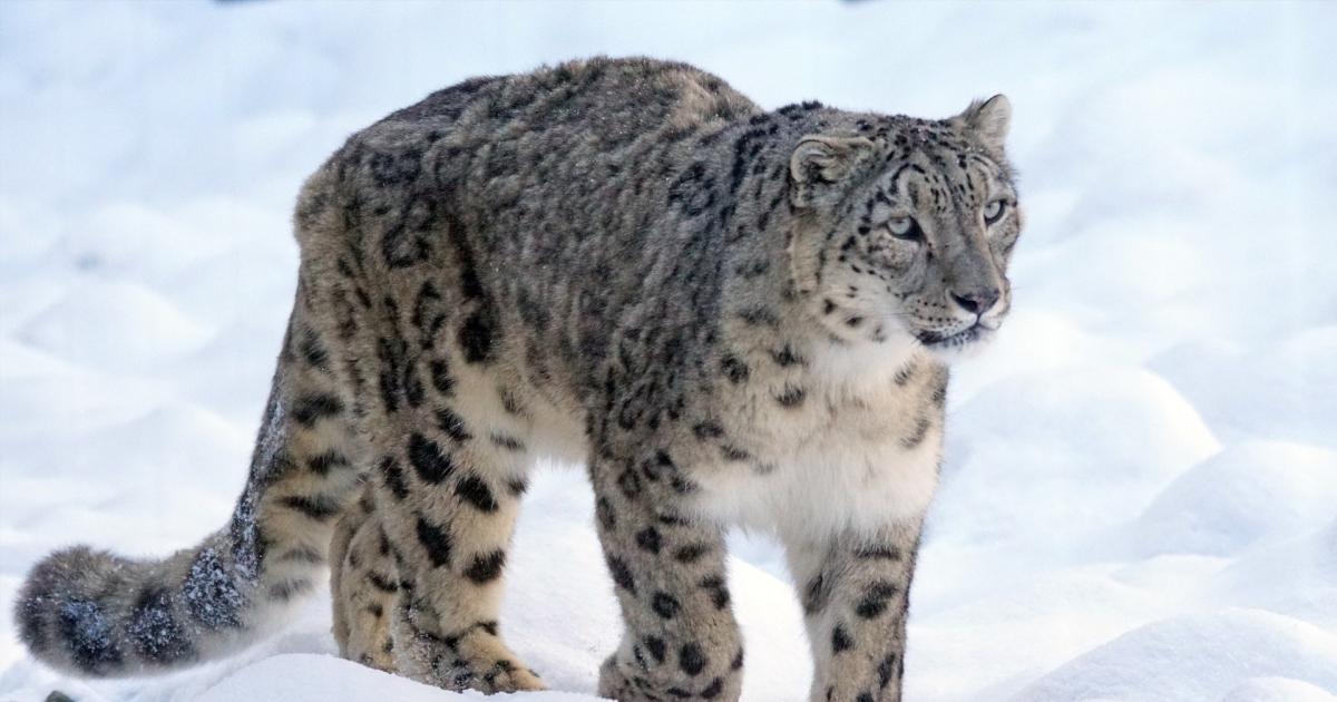 RETO VIRAL: ¿Puedes encontrar a las cuatro crías del leopardo de las nieves? (FOTO)
