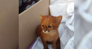 Pensó que había rescatado a un lindo gatito y resultó ser un puma (Fotos y videos)