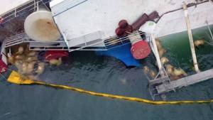 No pudieron rescatar a las 14.600 ovejas dentro del barco volcado en el mar Negro (video)
