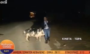 “Me está mordiendo”: Reportero huyó de un cerdo que lo persiguió en transmisión en vivo (VIDEO)