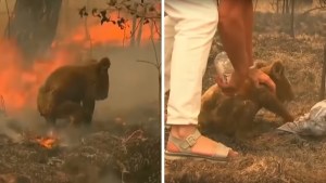 ¡Heroína sin capa! Mujer salvó a koala en medio de un incendio forestal en Australia (VIDEO)