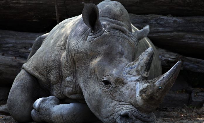 El rinoceronte más viejo del mundo muere en Tanzania a los 57 años