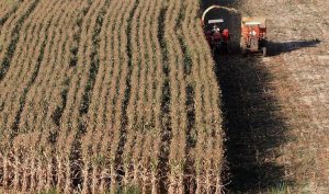 Brasil encaminada a registrar cosecha récord en granos y oleaginosas