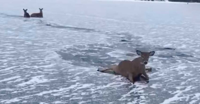 En VIDEO: Rescató a tres ciervos atrapados en el hielo de un lago congelado