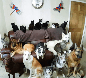 ¡Odisea! Cómo una mujer logró que sus 17 mascotas posaran para una foto, quietos y sin parpadear
