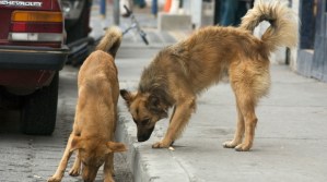 En video: Dos perros salvan a una mujer de ser asaltada en Ecuador