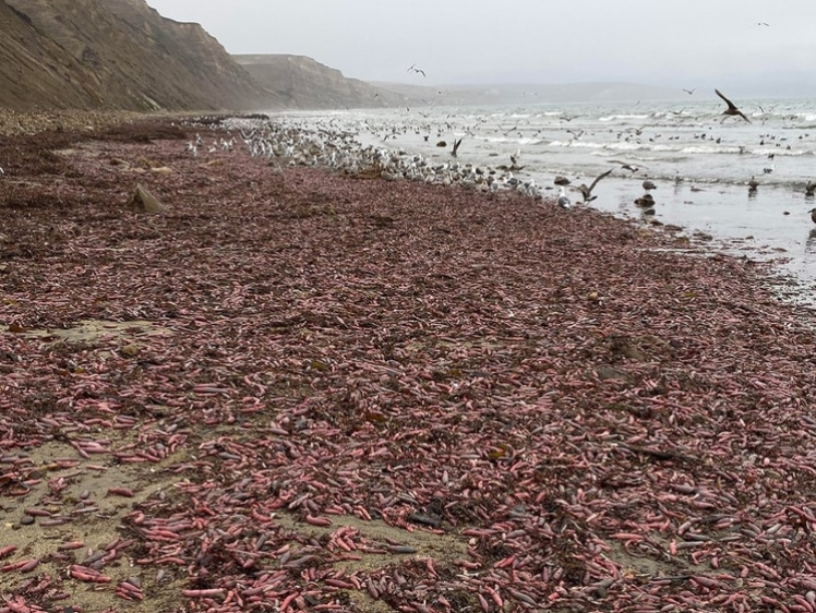 Miles de “peces pene” quedaron varados en una playa de California (Fotos)