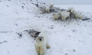 Manada de osos polares flacos y hambrientos puso en alerta a una aldea de Rusia