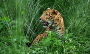 Fue atacada por un leopardo pero se defendió rápidamente con su bastón (VIDEO)