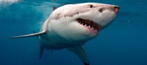 Pandemia por coronavirus repercute hasta en los ataques de tiburones en todo el mundo