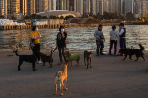 En China también les ponen mascarillas a los perros por alerta de coronavirus (Fotos)