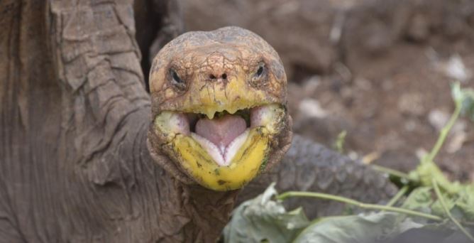 Se retira Diego, la tortuga que tuvo tanto sexo que salvó a su especie en las Islas Galápagos