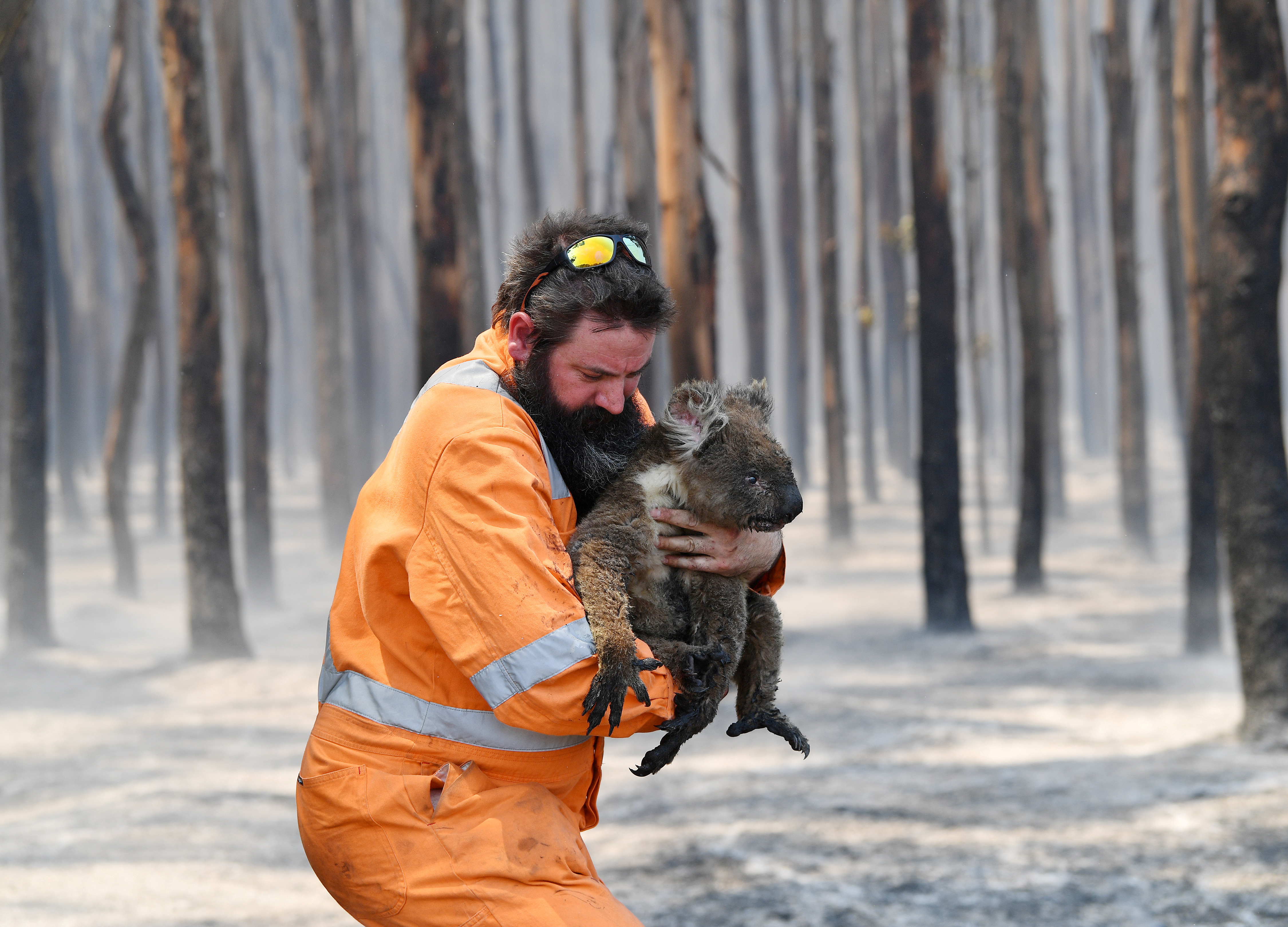 Как спасаться от животных. Пожары в Австралии 2020 коалы. Спасение коал Австралии от пожара. Спасение животных Австралии от пожара. Пожары в Австралии 2020.
