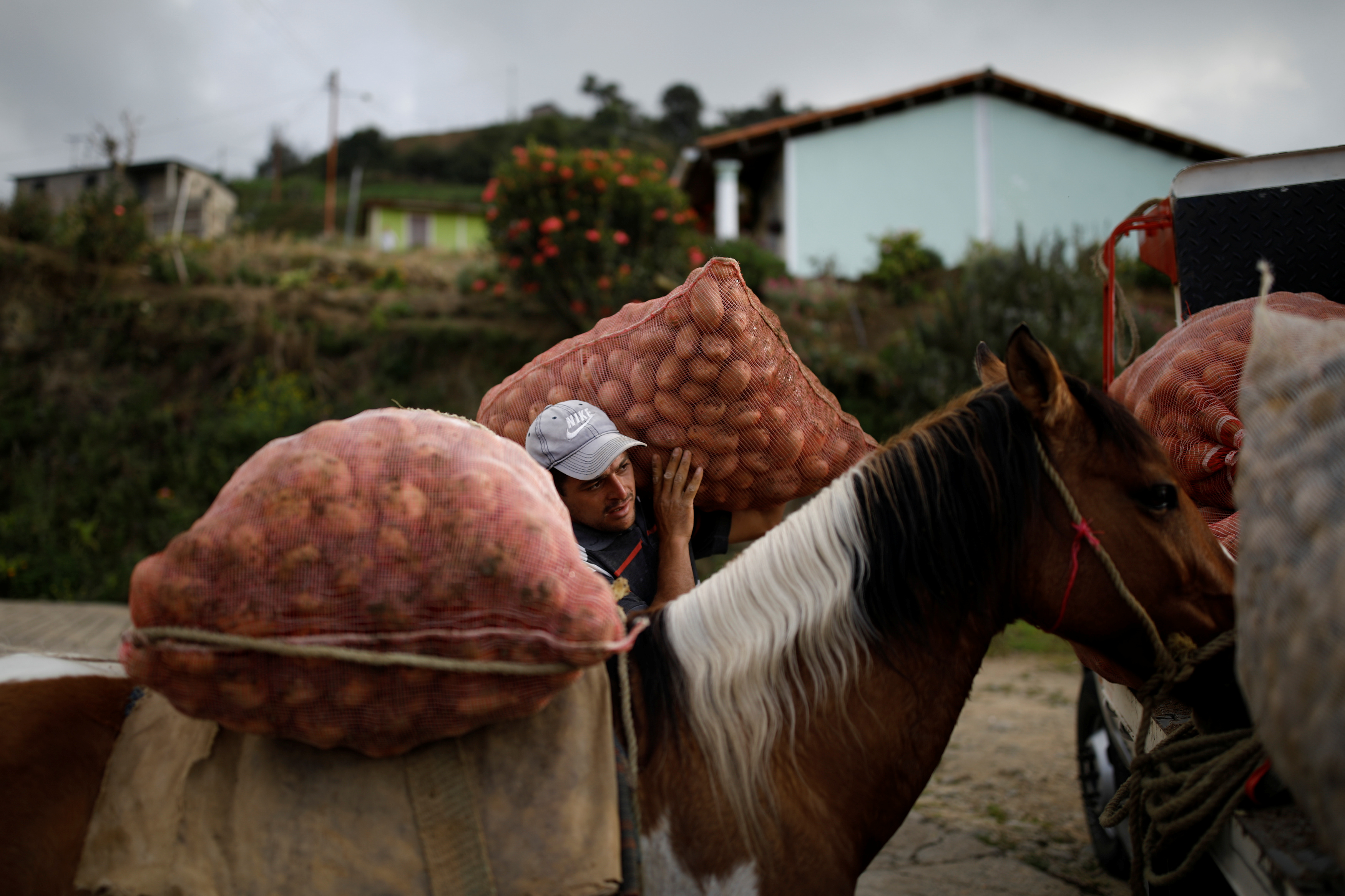 Enfermedades en cultivos agravan crisis alimentaria en Venezuela (Fotos)