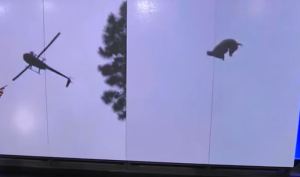 Investigan el caso de un cerdo que fue arrojado desde un helicóptero a una piscina en Uruguay (Video)