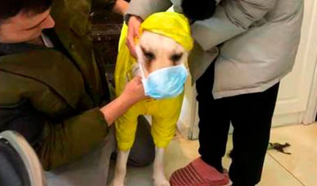 Resultado de imagen de colocan mascarillas a perros para protegerlos del coronavirus"
