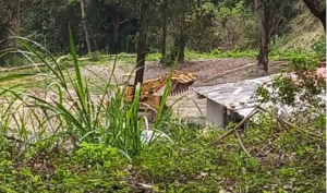 Terrible ecocidio en un bosque mirandino genera preocupación en sus habitantes