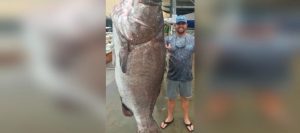 Hombre atrapa un mero de 350 libras en la costa de Florida