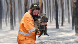 Incendios en Australia: ¿Cuáles especies podrían desaparecer para siempre?