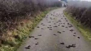 Muertes misteriosas… más de 200 aves se estrellaron contra una carretera en Gales (video)