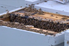 Cerca de 100 colmenas robadas del huerto de California