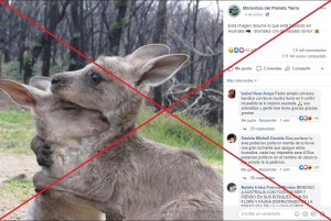 La FOTO de dos canguros abrazados NO es de los recientes incendios en Australia