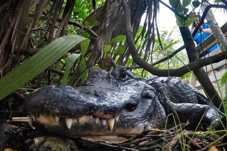 Joven practicaba senderismo en el Parque Nacional Everglades cuando fue atacada por un cocodrilo