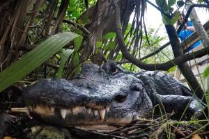 Joven practicaba senderismo en el Parque Nacional Everglades cuando fue atacada por un cocodrilo