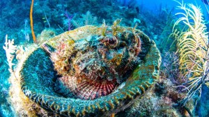 #SuperCoralPlay, el reto para salvar los corales de Florida