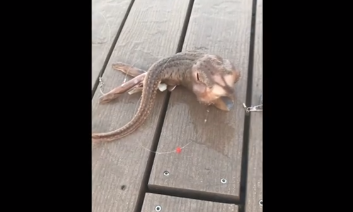 El VIDEO de una extraña criatura en las aguas de Nueva York que causó intriga en las redes