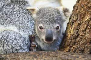 Zoo Miami celebra el nacimiento del bebé koala