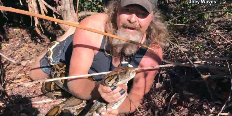 Inicia competencia de caza de pitones en los Everglades
