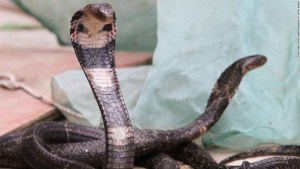 Las serpientes serían el origen del brote del coronavirus de Wuhan