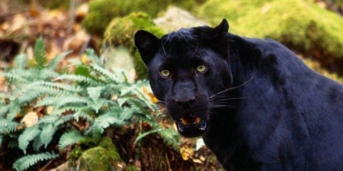 Encuentran vieja especie de pantera negra que se creía extinta (Video)
