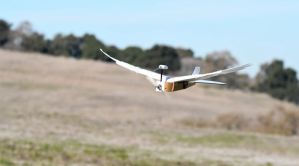Científicos construyeron un robot con plumas de paloma que vuela perfectamente (Video)