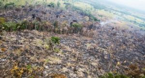 Deforestación del Amazonía en enero provocó la perdida de 284 km de cobertura vegetal
