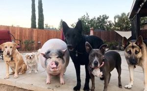 VIRAL: Cerdo es criado con cinco perros, ahora se cree uno de ellos ¡La mejor pandilla!