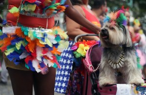 En Río de Janeiro, los perros también disfrutan del Carnaval (FOTOS)