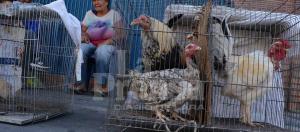 Guaros dejan de comprar gallinas por su alto costo