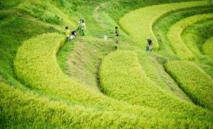 El arte se apoderó de los campos de arroz en Japón con once gigantescas obras maestras (Fotos)