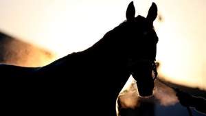 Otro caballo robado y sacrificado para carne en Florida