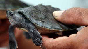 FWC pide al público que ayude a monitorear tortugas de agua dulce en Florida Central