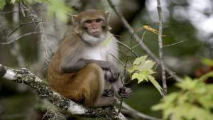 Autoridades informan: Los monos que invaden Florida podrían portar virus mortales
