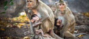 Monos portadores del herpes B se extienden por toda Florida