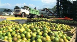 Producción de cítricos en Venezuela cae al menos 90%