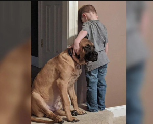 Amistad incondicional: Niño fue castigado por sus padres y lo que hizo su perro se hizo viral (FOTO)