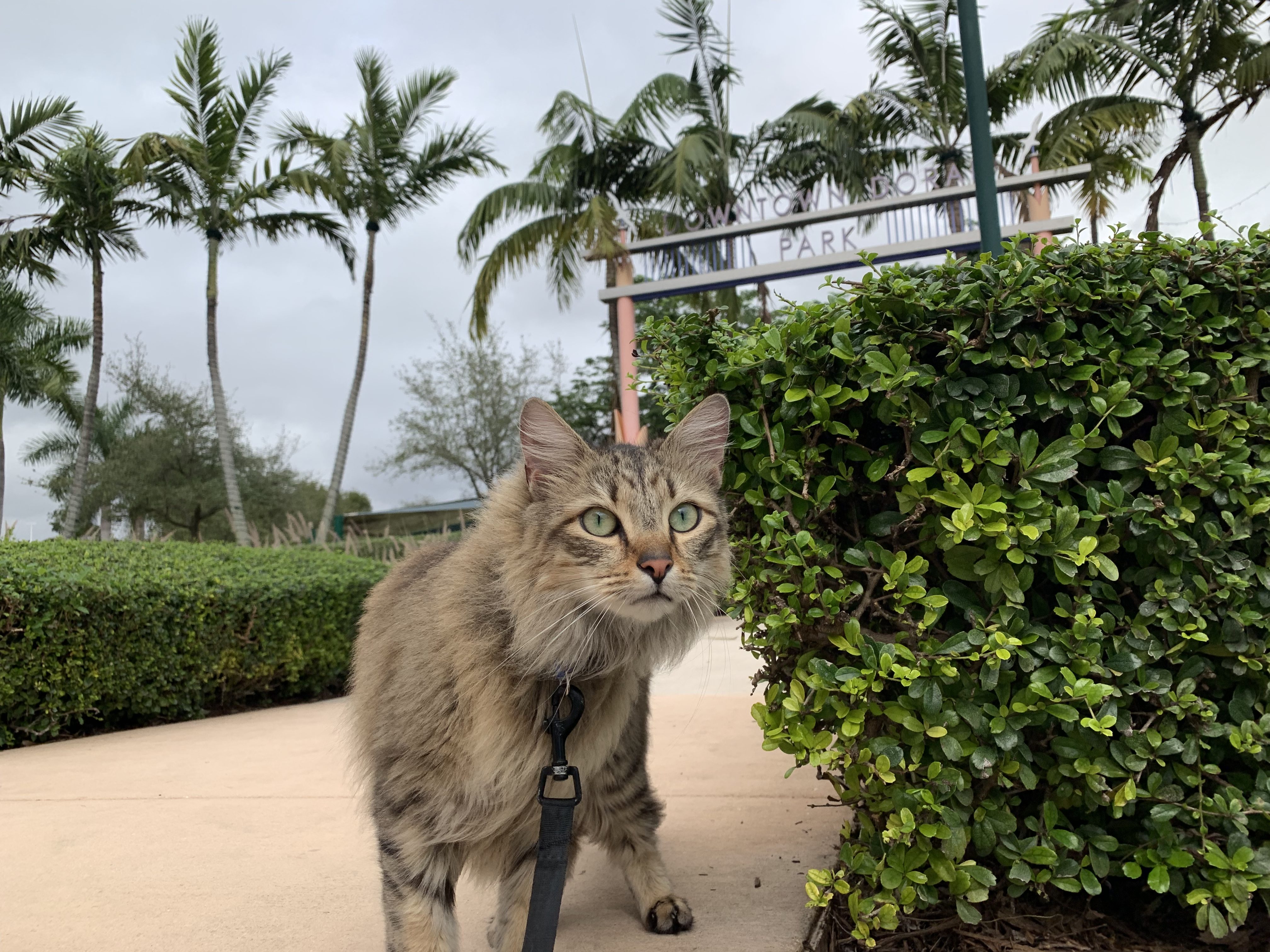 El Gato Malandro contagia a Miami con su carisma y simpatía (Fotos)
